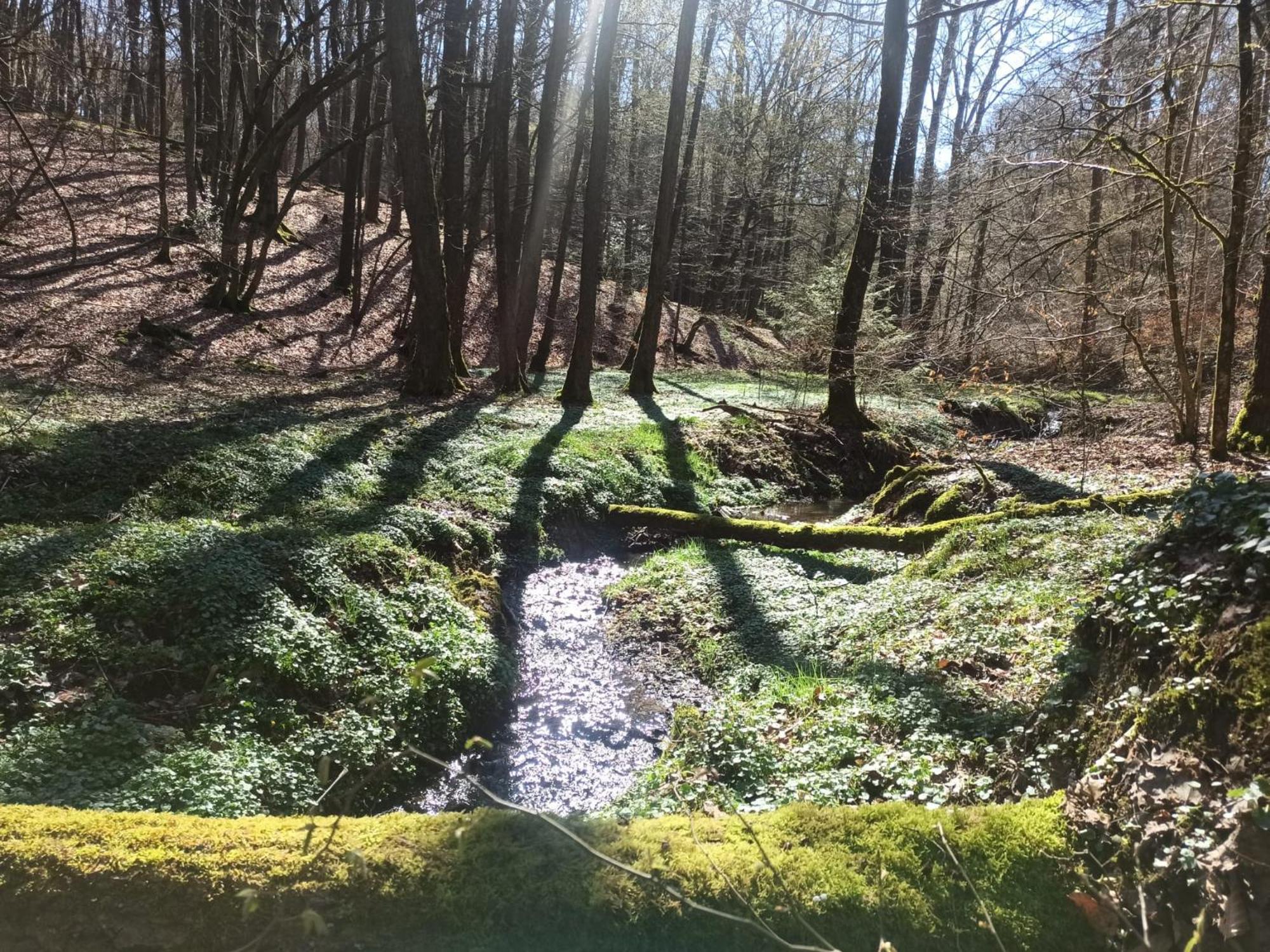 Wellness Ferienwohnung Biene Im Bergischen Land Much Exteriér fotografie